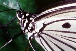 Butterfly, OECV03P03_10