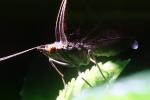 Moth, OECV03P03_14