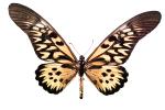 Yellowtail Butterfly, (Papilio antimachus), photo-object, object, cut-out, cutout, OECV03P04_02F