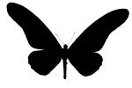 Yellowtail Butterfly, (Papilio antimachus) silhouette, logo, shape, OECV03P04_02M
