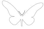Yellowtail Butterfly, (Papilio antimachus) outline, line drawing, shape