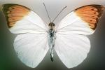 Rhopalocera, Orange-tip Butterfly, (Anthocharis cardamines), Pierinae, Pieridae, Philippines, OECV03P04_03