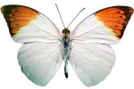 Orange-tip Butterfly, (Anthocharis cardamines), Pieridae, Pierinae, Philippines, photo-object, object, cut-out, cutout, Rhopalocera, OECV03P04_03F