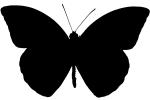 Orange-tip Butterfly silhouette, Anthocharis cardamines, Pieridae shape, OECV03P04_03M