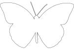 Orange-tip Butterfly line drawing, (Anthocharis cardamines) outline, Pierinae, Pieridae, Philippines, shape, Rhopalocera, OECV03P04_03O