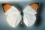 Orange-tip Butterfly, (Anthocharis cardamines), Pieridae, Pierinae, Philippines, Rhopalocera, OECV03P04_04