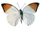 Orange-tip Butterfly, (Anthocharis cardamines), Pieridae, Pierinae, Philippines, photo-object, object, cut-out, cutout, Rhopalocera, OECV03P04_04F