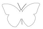 Orange-tip Butterfly, (Anthocharis cardamines), Pieridae, Pierinae, Philippines, Rhopalocera, outline, line drawing, shape