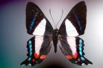 Metalmark Butterfly, (Ancyluris formosissimo), Riodinidae, Riodininae, Peru, OECV03P04_05