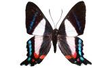 Metalmark Butterfly, (Ancyluris formoissma), photo-object, object, cut-out, cutout