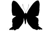 Metalmark Butterfly silhouette, (Ancyluris formoissma), logo, shape