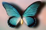 Butterfly, Iridescence, Iridescent, Wings, OECV03P04_07