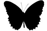 Butterfly silhouette, logo, shape