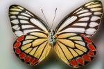 Butterfly, OECV03P04_09