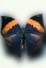 [Ithomyiidae], Butterfly, Wings
