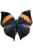 [Ithomyiidae], Butterfly, Wings, photo-object, object, cut-out, cutout, OECV03P04_10F