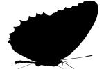 Butterfly silhouette, logo, shape, OECV03P04_11M