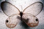 Butterfly, OECV03P04_12