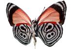Butterfly, photo-object, object, cut-out, cutout, OECV03P04_13F