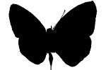 Butterfly silhouette, logo, shape, OECV03P04_13M