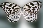 Butterfly, OECV03P04_14