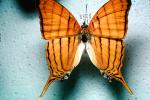 Butterfly, OECV03P04_16