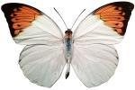 Orange-tip Butterfly, (Anthocharis cardamines), Pieridae, Pierinae, Philippines, Rhopalocera, photo-object, object, cut-out, cutout, Rhopalocera, OECV03P04_17F