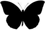 Orange-tip Butterfly Silhouette, Anthocharis cardamines, Pieridae, Philippines, logo, shape, OECV03P04_17M