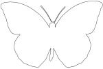 Orange-tip Butterfly, (Anthocharis cardamines), Pieridae, Pierinae, Philippines, Rhopalocera, line drawing, shape, Rhopalocera, OECV03P04_17O