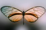 Butterfly, OECV03P04_18