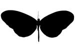Butterfly silhouette, logo, shape, OECV03P04_18M