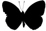 Butterfly silhouette, logo, shape, OECV03P04_19M