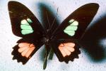 Butterfly, OECV03P05_02