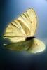 Butterfly, OECV03P05_07