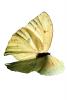 Butterfly, photo-object, object, cut-out, cutout, OECV03P05_07F