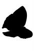 Butterfly silhouette, logo, shape, OECV03P05_07M