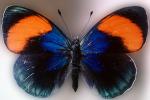 Butterfly, Wings, OECV03P05_08
