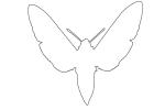 White Lined Sphinx moth, (Hyles lineata), Sphingidae, OECV03P05_09O