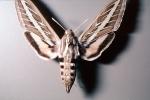 White Lined Sphinx moth, (Hyles lineata), Sphingidae, OECV03P05_10