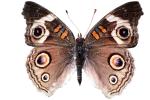 Common Buckeye Butterfly, Wings, photo-object, object, cut-out, cutout, (Junonia coenia), Nymphalidae, OECV03P05_11F