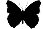 Common Buckeye silhouette, Butterfly, Wings, logo, shape, (Junonia coenia), Nymphalidae, OECV03P05_11M