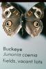 Common Buckeye, (Junonia coenia), Nymphalidae, Butterfly, Wings, OECV03P05_12