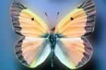 Alfalfa Sulfer, (Colias eurytheme), Butterfly Wings, OECV03P05_13
