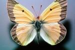 Alfalfa Sulfer, (Colias eurytheme), Butterfly, Wings, OECV03P05_14