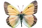 Alfalfa Sulfer photo-object, (Colias eurytheme), Butterfly, Wings, object, cut-out, cutout