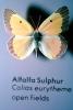 Alfalfa Sulfer, (Colias eurytheme), Butterfly, Wings, OECV03P05_15