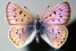 Purpulish Copper Butterfly, (Lycaena helloides), Iridescence, Iridescent, Wings, OECV03P05_16