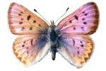 Purpulish Copper Butterfly photo-object, (Lycaena helloides), Iridescence, Iridescent, Wings, object, cut-out, cutout, OECV03P05_16F