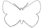 Purpulish Copper Butterfly outline, line drawing, shape, Wings, (Lycaena helloides), Iridescence, Iridescent