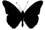 Gulf Fritillary silhouette, (Agraulis vanillae), logo, shape, Gulf Fritillary, Nymphalidae, OECV03P05_18M